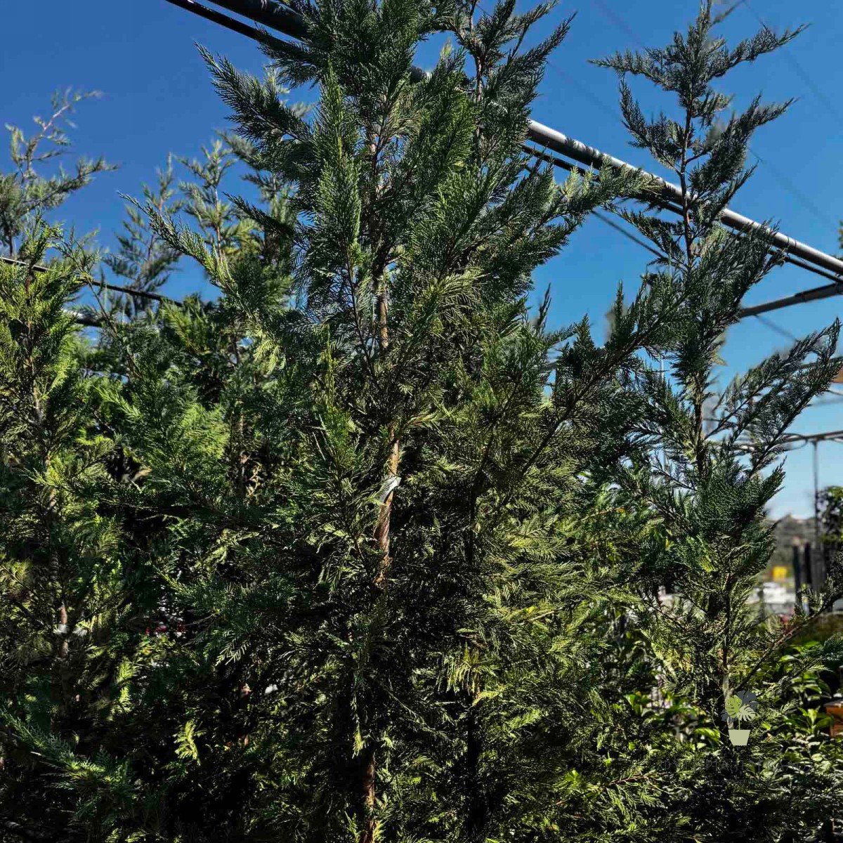 Λέιλαντ (× Cuprocyparis leylandii) | Ταχείας Ανάπτυξης Αειθαλής Φράχτης - 30 LT